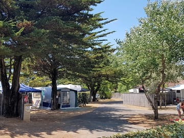 Pitches amid the trees