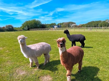 Alpacas