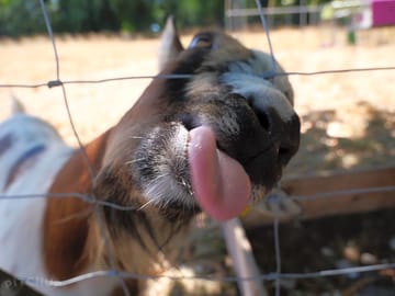 Friendly goat