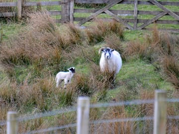 Newborn lamb