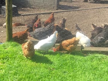 Fresh eggs are available on site