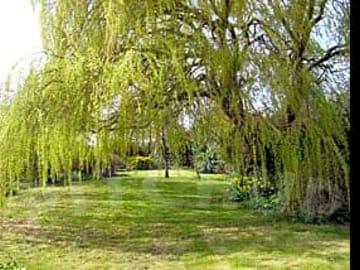 The orchard