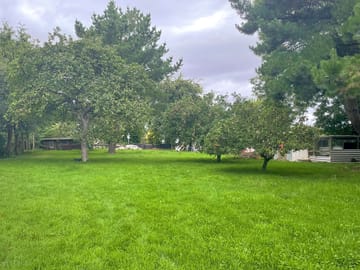 Walk through the orchard
