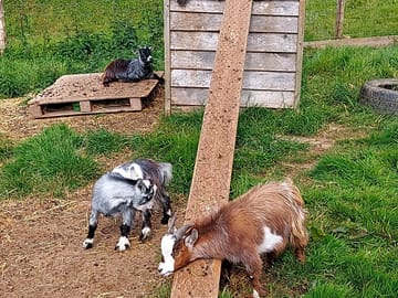 Pigmy goats