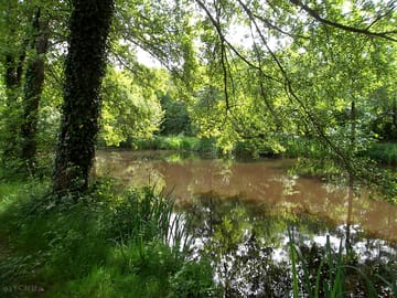 The pond
