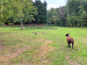Amenities field with firepits