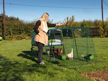 Feeding the chickens