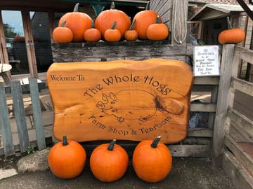 We are one of the biggest pumpkin growers of the north.