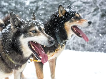 Nos huskies