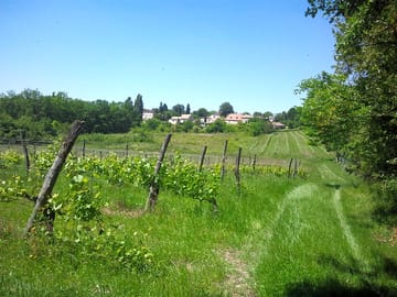 Walk around the vineyard