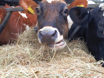 Cows on the site