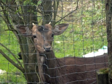 Deer often come through the camping field