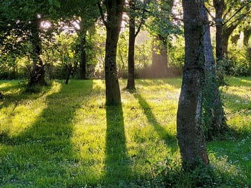 Sheltered wood area