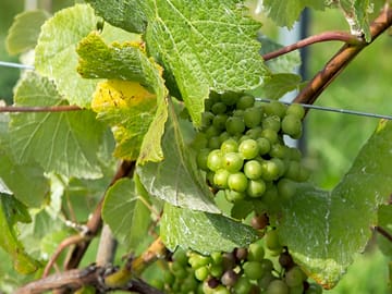Grapes developing in the vineyard august