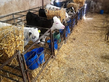 Calves