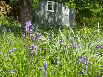Bluebells around the hut