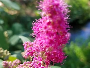 Wildflowers abound at the park