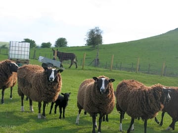 The sheep overseen by coco the donkey