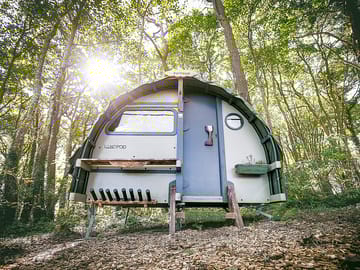 Each pod sits under the tree canopy