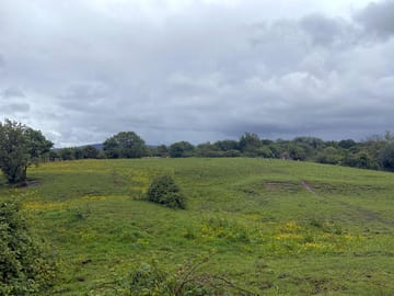 Grass pitches