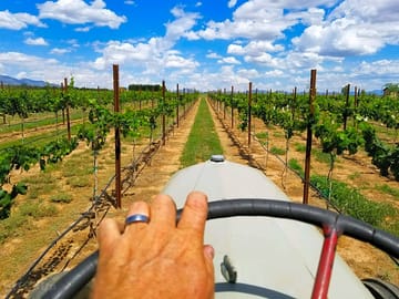 Vineyard view