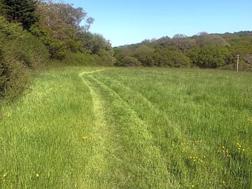Pitches along the hedge accessed by mown path