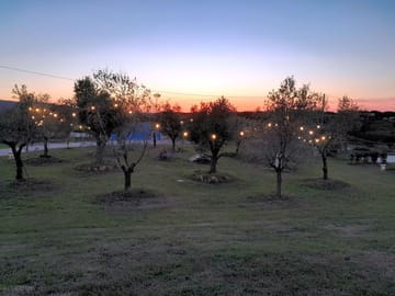 Olive grove at sunset