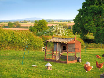 Lovely hens lay the free-range eggs in your breakfast basket