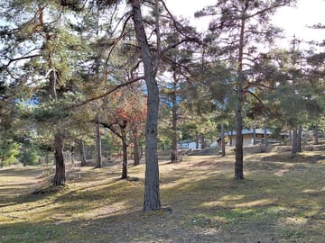 Stay among the trees