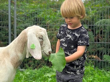 Animals on site