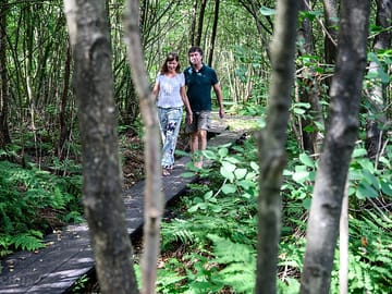 Walking through the woods