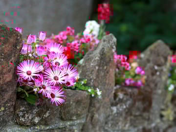Lyons manor house summer flora