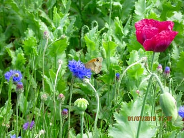 Wildflowers growing around the site
