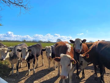 Local residents