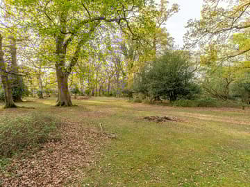 Forest view