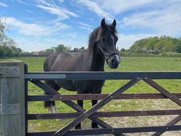 Family pony in its paddock