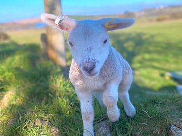 Betty the sheep