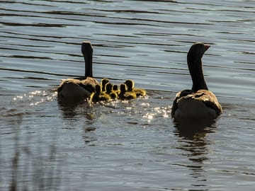 Ducks on the pond