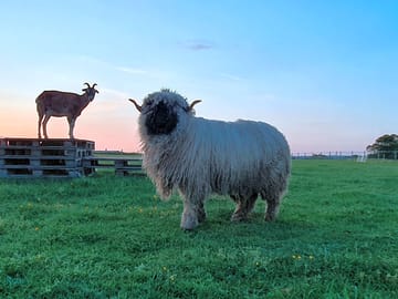 Sheep on the farm