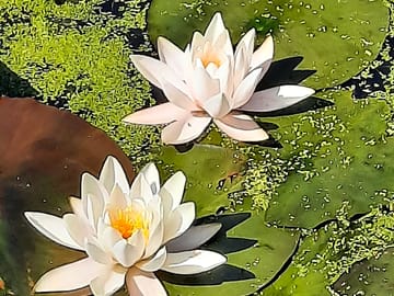 Lilies on the lake