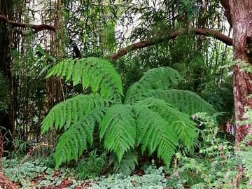 Lost gardens of heligan