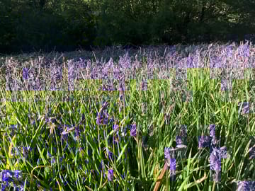 Bluebell field