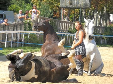 Horses