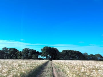 Farm track leading through barley field
