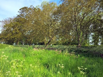 Willow tree