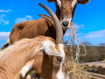 The goats