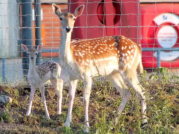 The deer near the yurts
