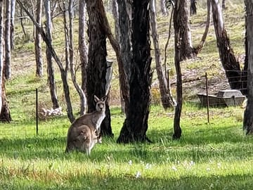 Kangaroos in the paddocks