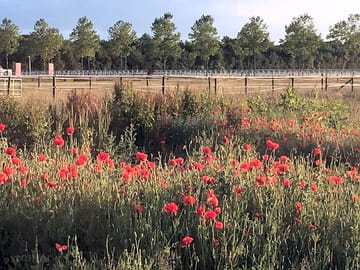 Poppies around the site
