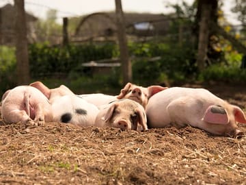 Meet the pigs on a farm walk